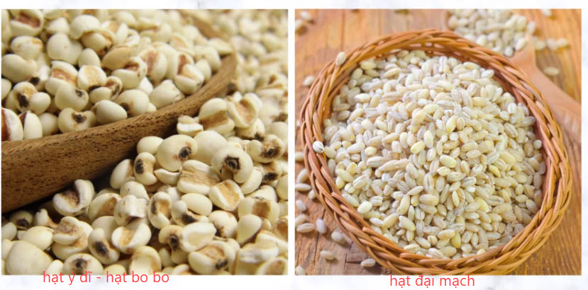 Phân biệt giữa hạt ý chí và hạt lúa mạch